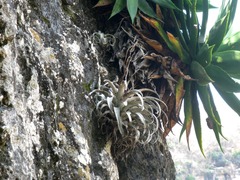 Tillandsia chiapensis