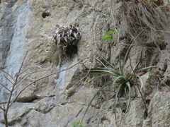 Tillandsia chiapensis