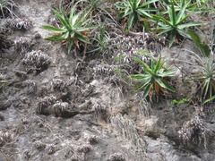 Tillandsia chiapensis