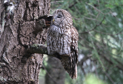 Strix uralensis davidi