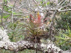 Tillandsia concolor