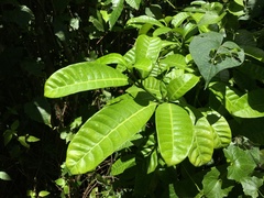 Tabernaemontana citrifolia