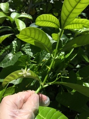 Tabernaemontana citrifolia