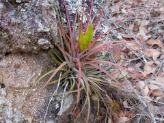 Tillandsia concolor