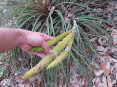 Tillandsia flavobracteata