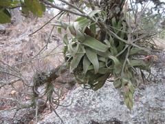 Tillandsia streptophylla