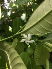 Tabernaemontana citrifolia