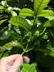 Tabernaemontana citrifolia