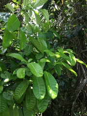 Tabernaemontana citrifolia
