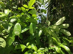 Tabernaemontana citrifolia