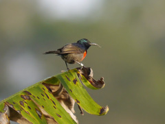 Cinnyris chloropygius