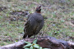 Tetraophasis obscurus