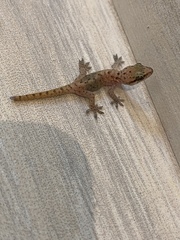 Hemidactylus