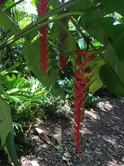 Heliconia standleyi
