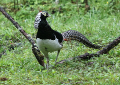 Lady Amherst's Pheasant photo 2