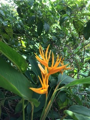 Heliconia psittacorum × spathocircinata