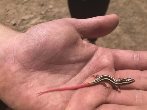 Gilbert's Skink