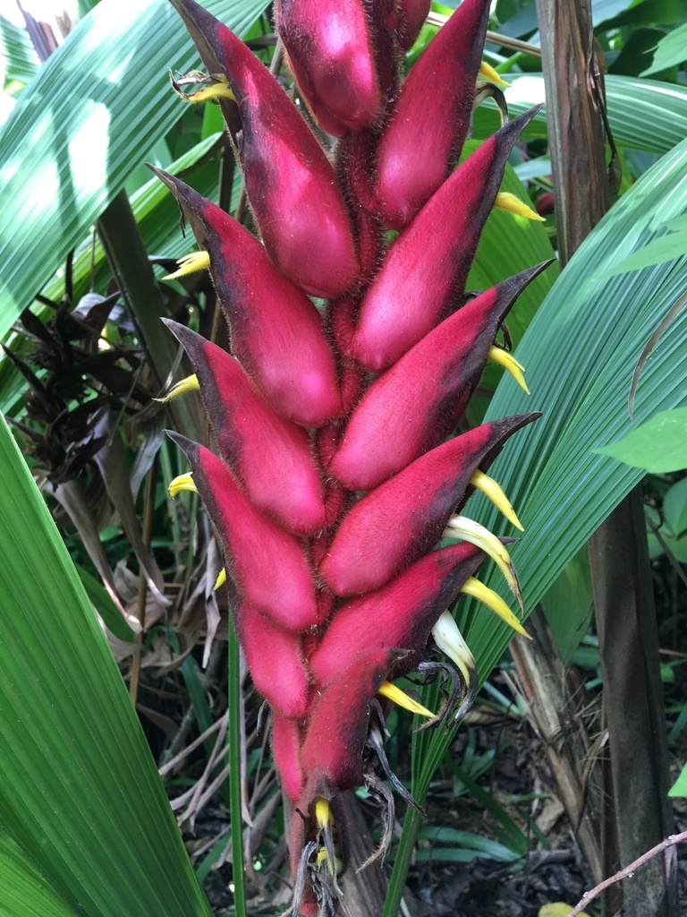 Heliconia magnifica