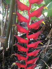 Heliconia longa