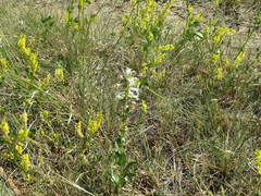 Penstemon albidus