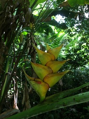 Heliconia caribaea