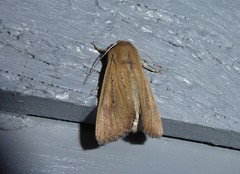 Ichneutica blenheimensis