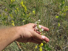 Penstemon albidus