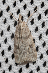 Scoparia subfusca