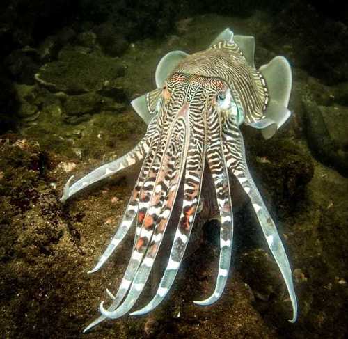Pharaoh Cuttlefish
