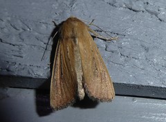 Ichneutica blenheimensis