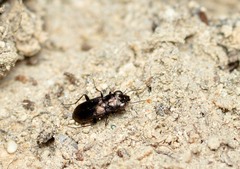 Notiophilus semistriatus