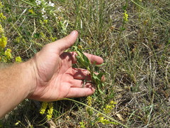 Penstemon albidus