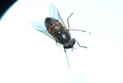 Hybomitra captonis