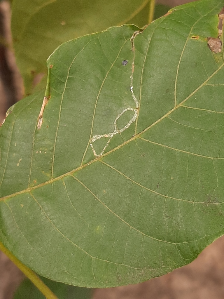 Caloptilia roscipennella