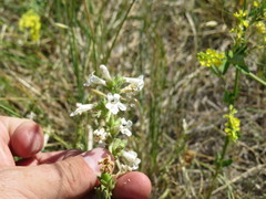 Penstemon albidus
