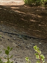 Merops cyanophrys