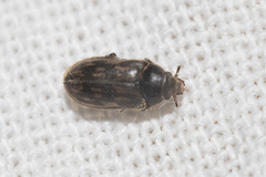 Heterocerus fenestratus