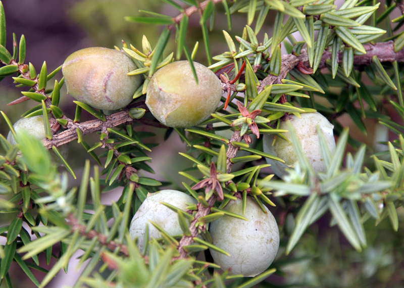 Juniperus macrocarpa