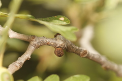 Disholcaspis perniciosa