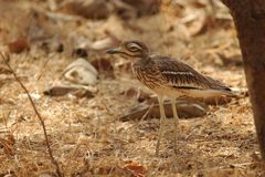 Burhinus indicus