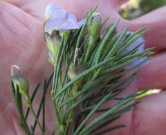 Psoralea affinis