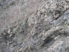 Tillandsia chiapensis