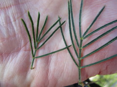 Psoralea affinis