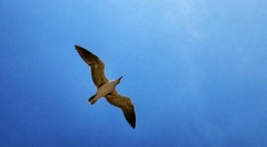 Leucophaeus atricilla