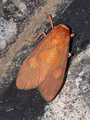 Ammatho roseororatus