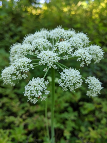 Lyall's angelica (Angelica arguta)