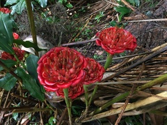 Etlingera venusta
