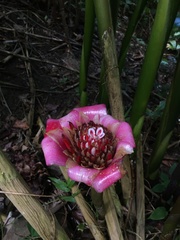 Etlingera venusta