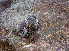 Tillandsia seleriana