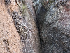 Tillandsia seleriana